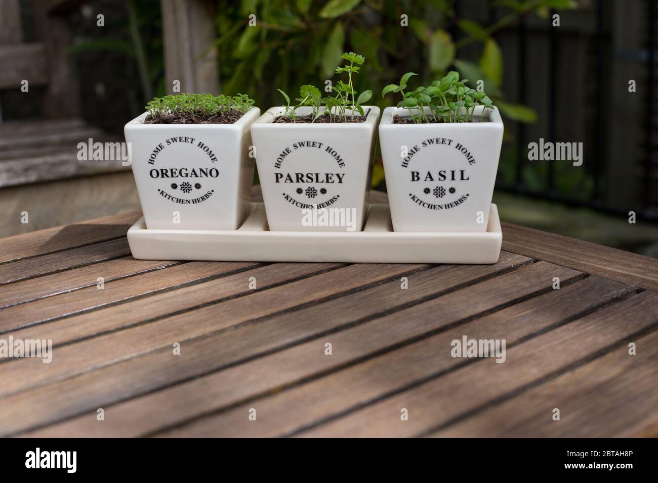 Drei Gartenkräuter, Oregano, Petersilie und Basilikum, wachsen in einem Set weißer, beschrifteter Töpfe auf einem Holztisch Stockfoto