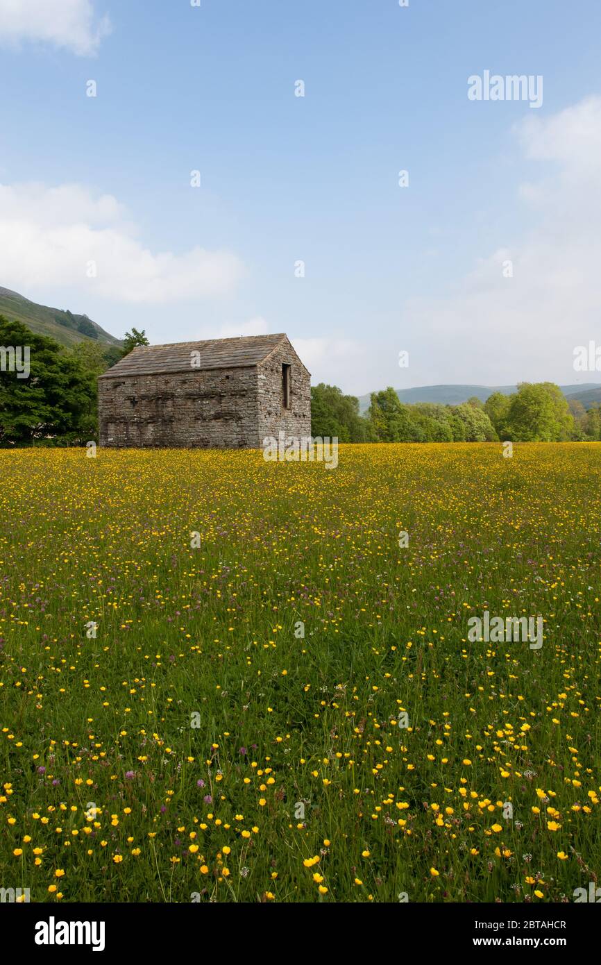 Eine Sommerblumenwiese und alte Steinscheune in Muker, Swaledale, North Yorkshire, England, Großbritannien Stockfoto