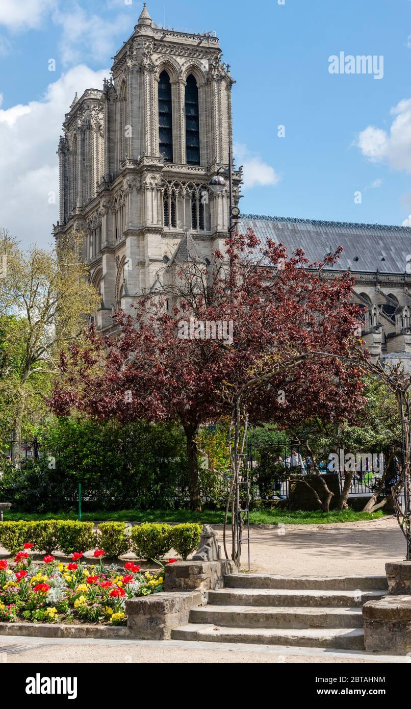 Vertikale Ansicht der Kathedrale Notre Dame Paris, Frankreich mit Blumen im Vordergrund. Stockfoto