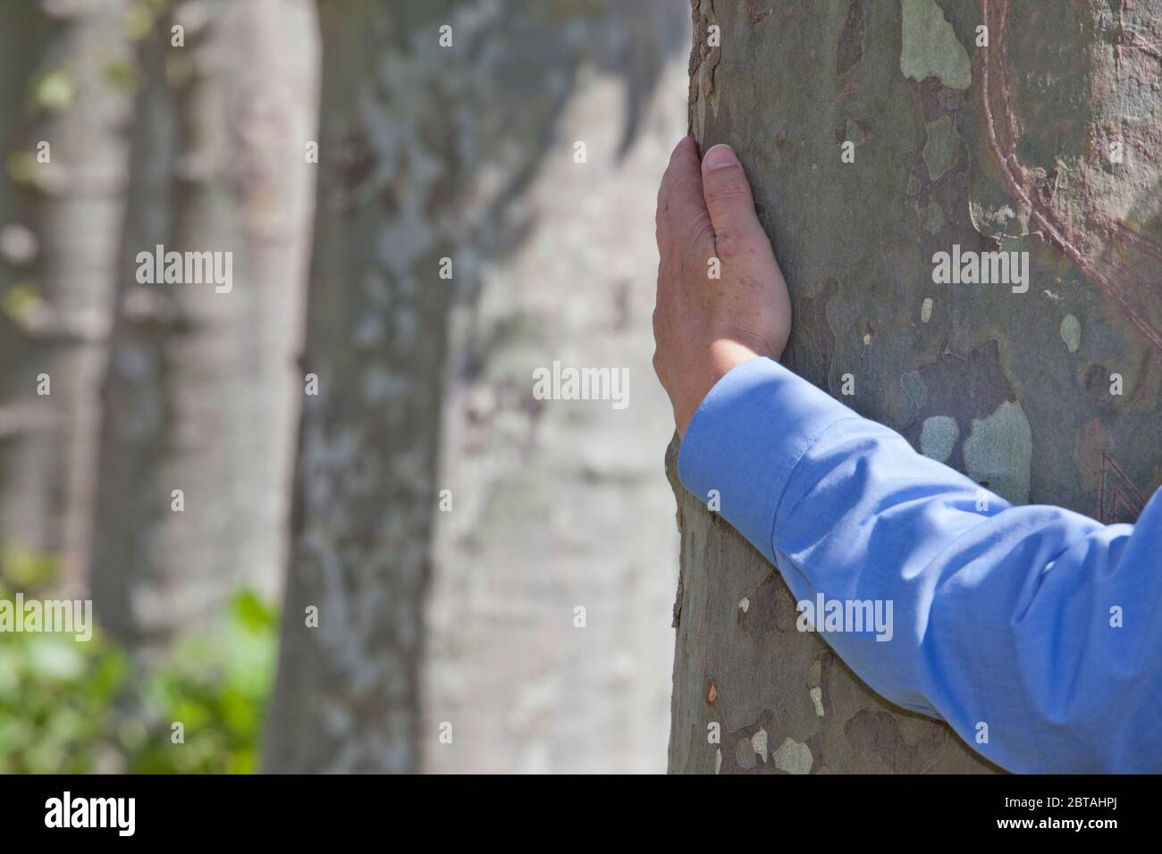 Arm eines Geschäftsmannes umarmt einen Baum als Symbol der Nachhaltigkeit - Fokus auf die Hand Stockfoto