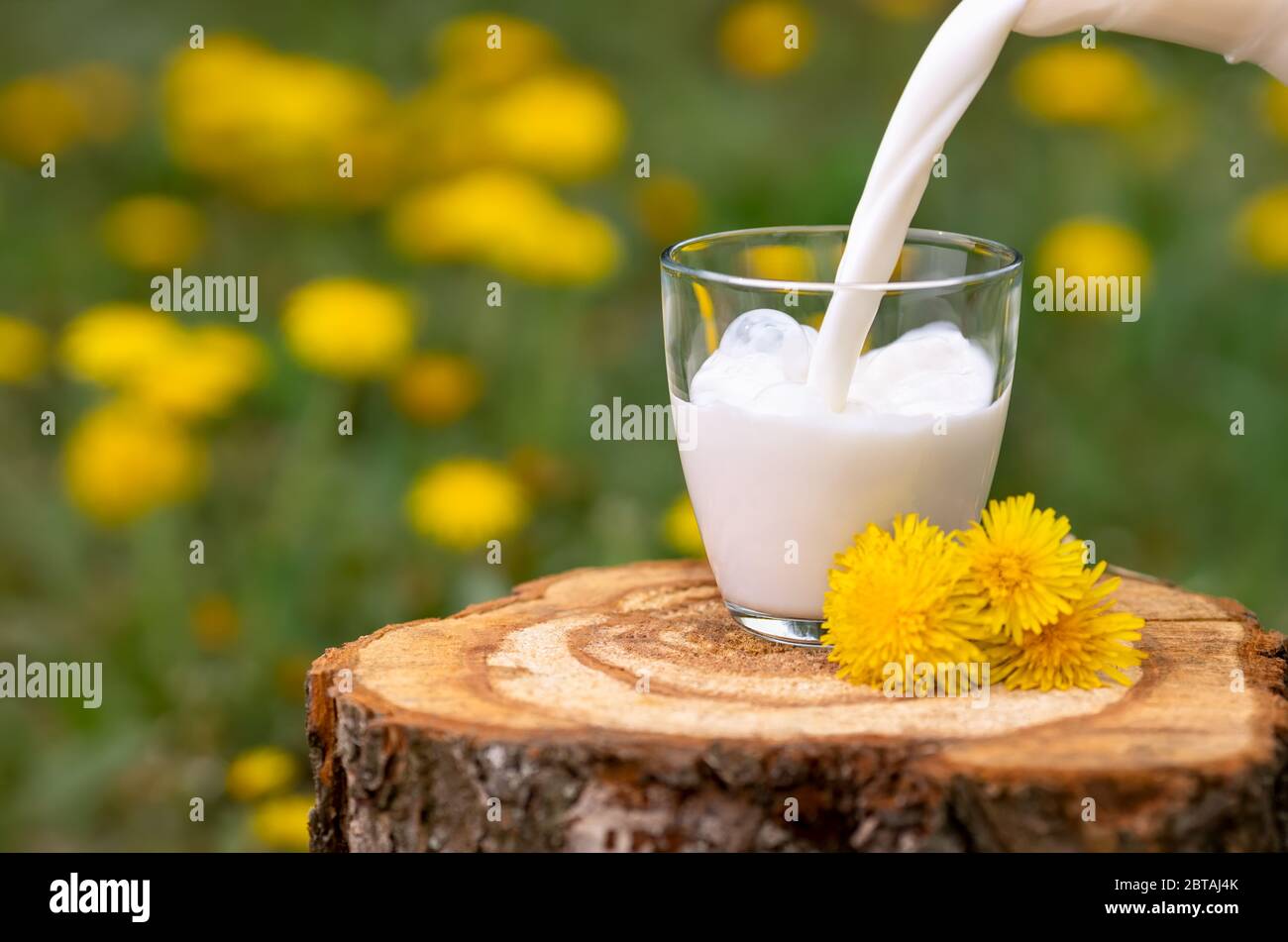 Milch in Glas gießen Stockfoto