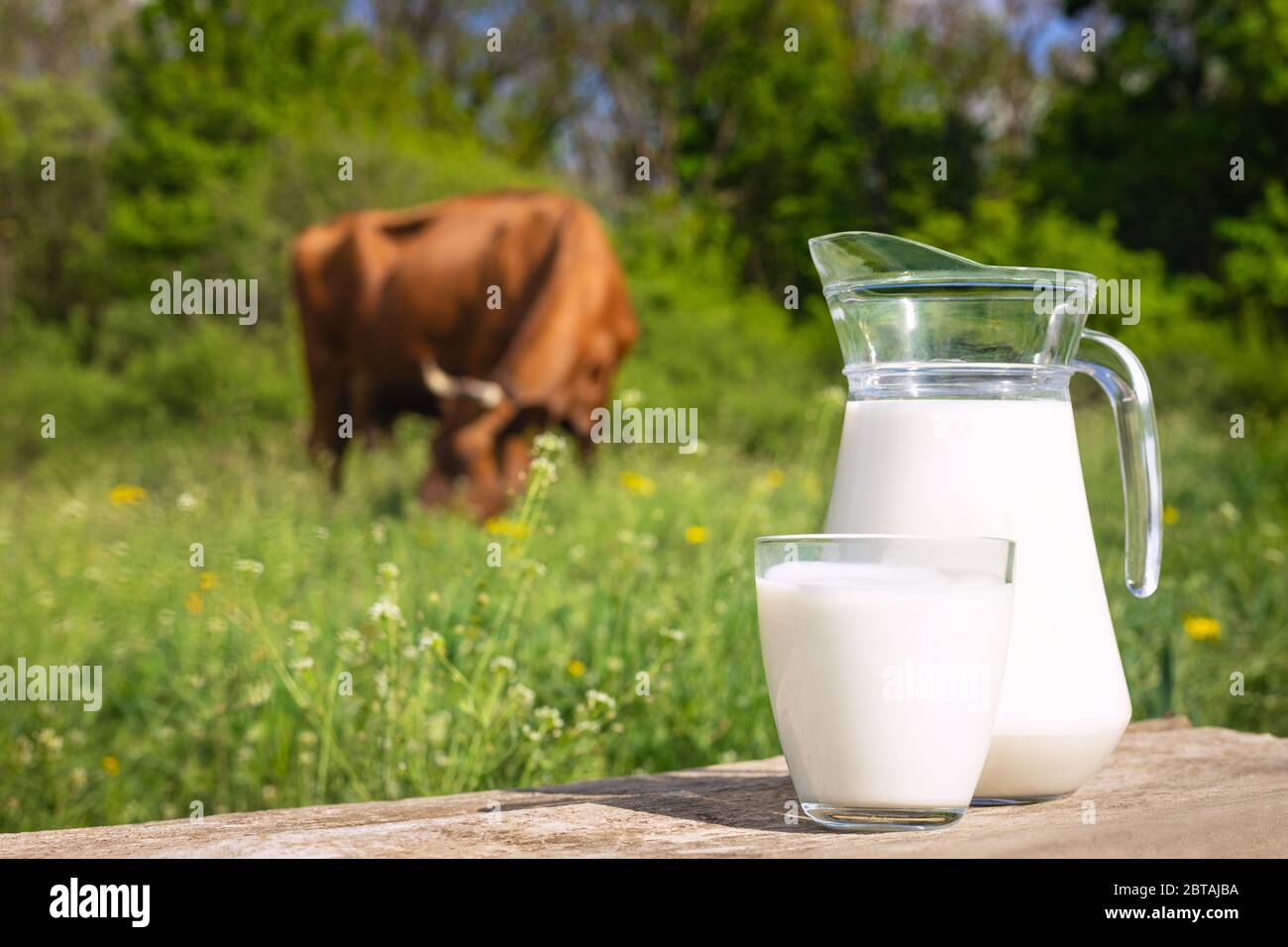 Milch mit Kuh auf dem Hintergrund Stockfoto