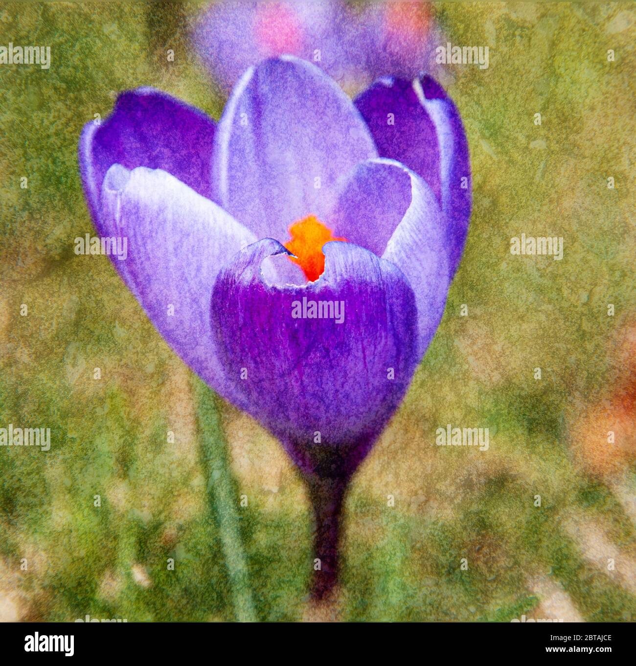 Ein Bild eines Crocus, das in photoshop mit einem Texturbild kombiniert wird, um ein Bild mit einem Kunstwerk zu erstellen. 13 März 2010 Stockfoto