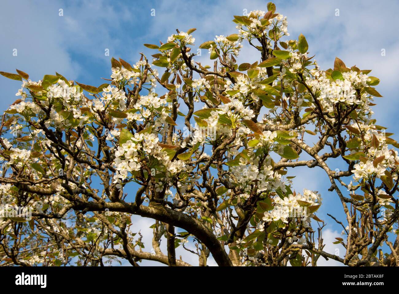 Pyrus pyrifolia (chinesische Birne). Weiße Blüte im Frühling mit neuen Blättern gegen blauen Himmel mit hellem Wolkenhintergrund. Stockfoto