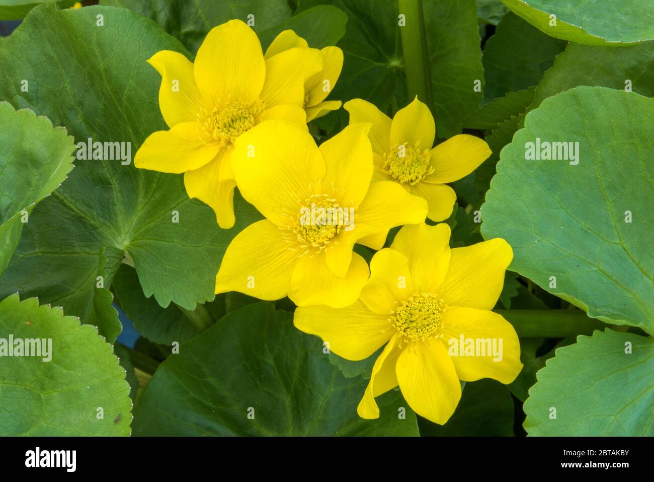 Nahaufnahme Gruppe von gelben Marsh Marigold, Caltha palustris, Blumen hinterlegt und umgeben von großen grünen Blättern. Stockfoto