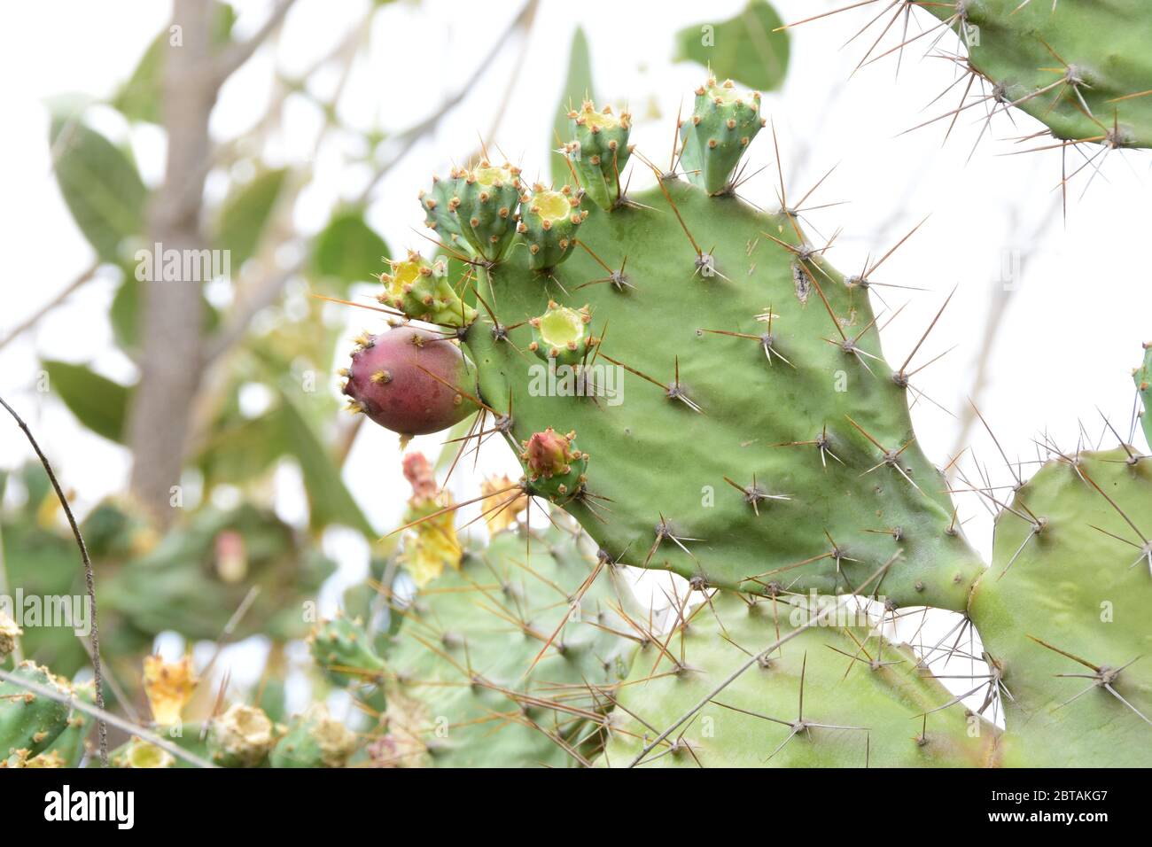 Blick auf die Blumen und Blätter eines dornigen Kaktus Im Dschungel von Rajasthan Stockfoto