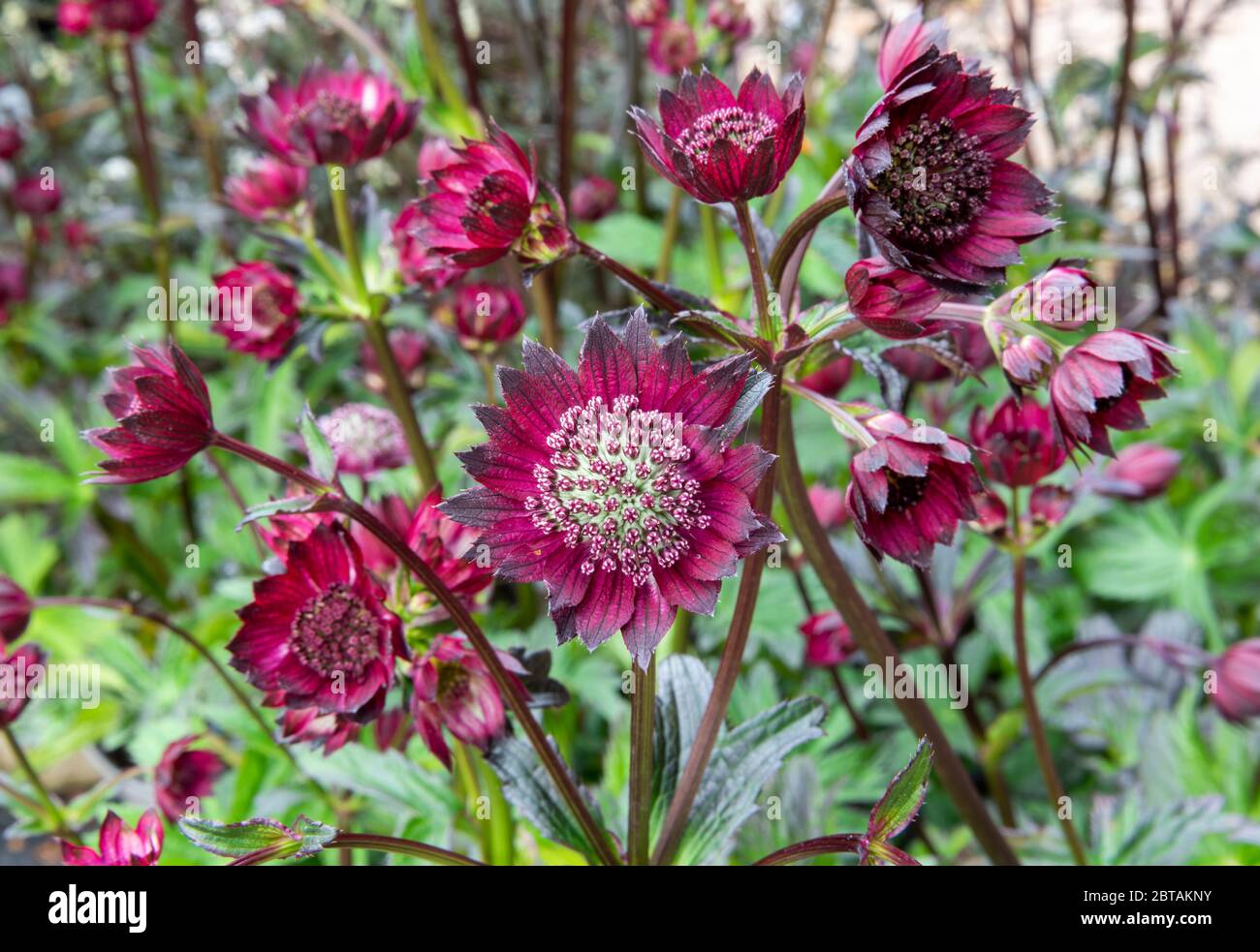 Nahaufnahme von purpurrot rot Astrantia Major 'Gill Richardson', Masterwort. Rote, grüne, lila Blüten, mit verschwommenen Blüten und Laub im Hintergrund. Stockfoto