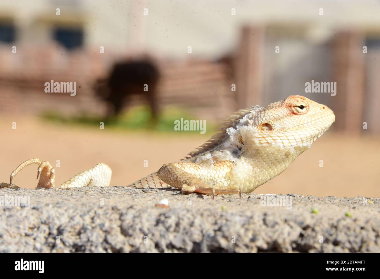 Ein Chamäleon, das an der Wand sitzt und darauf wartet zu essen Stockfoto