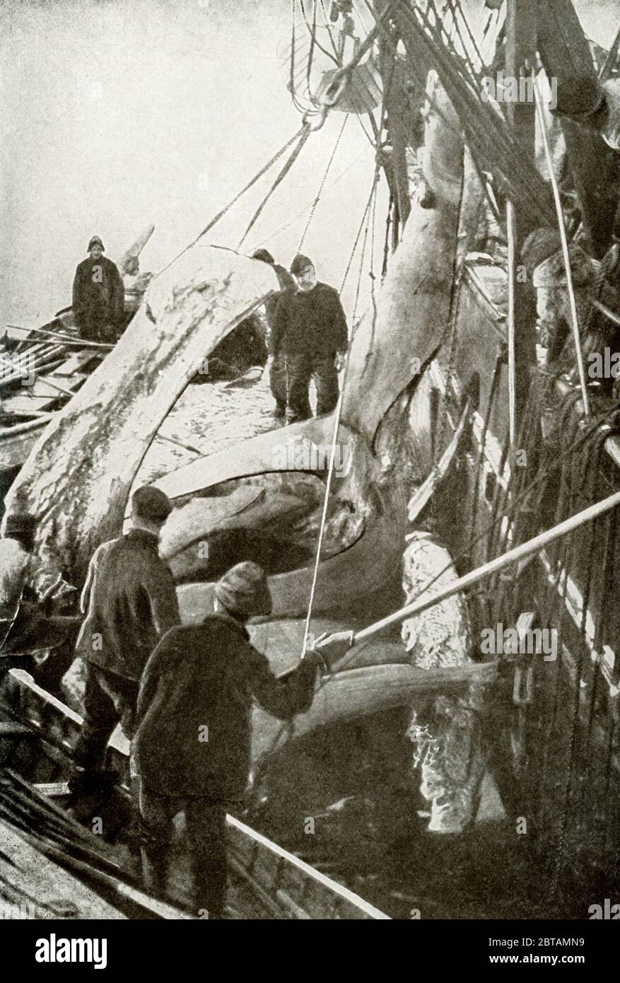 Dieses Foto aus den frühen 1900er Jahren zeigt das Walken in Baffin Bay. Die Walfänger nehmen den Walfisch im Wert von 8000 Dollar (damals) aus dem Maul des Grönlandwals. Stockfoto