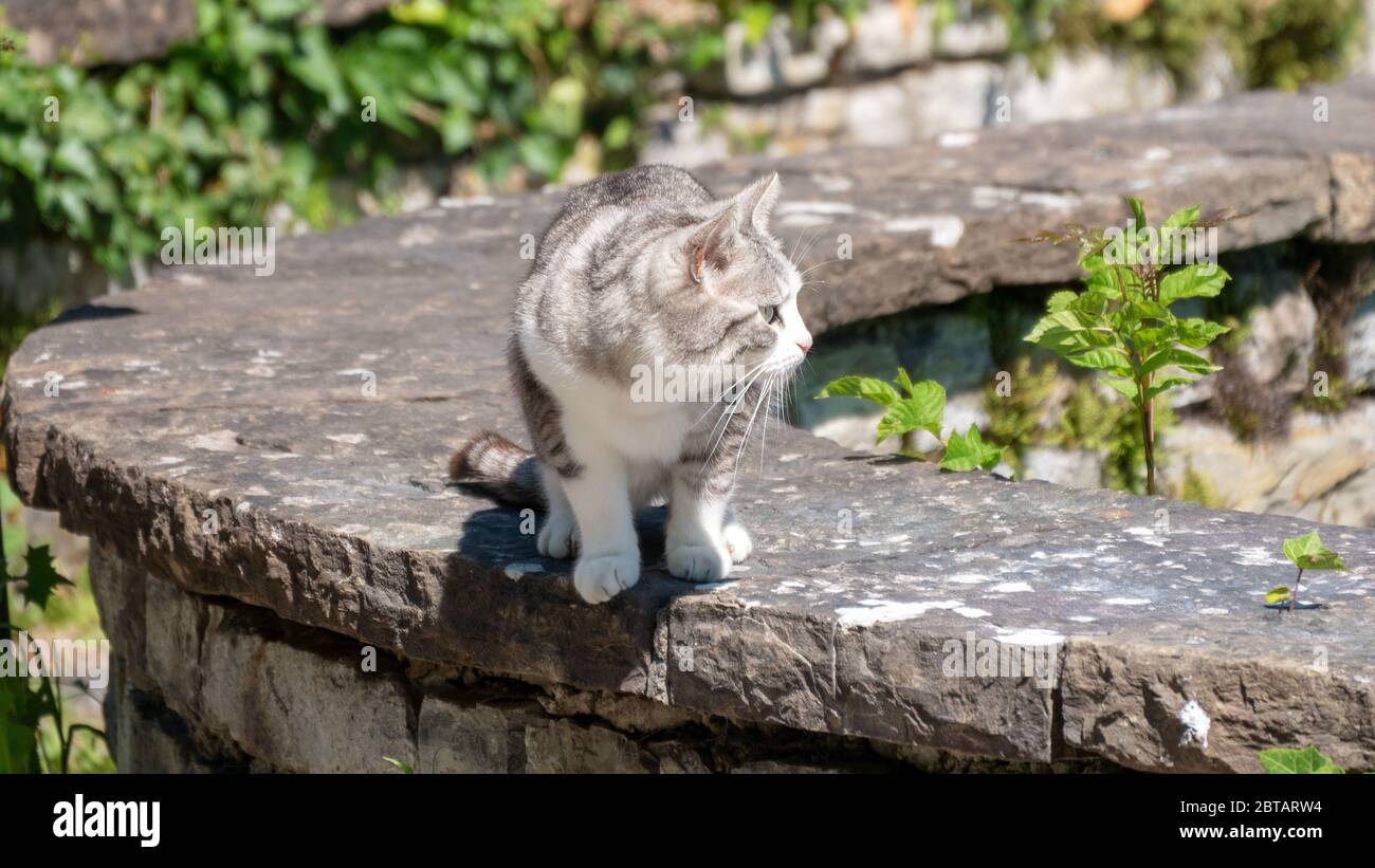 Junge Katze schaut zur Seite Stockfoto