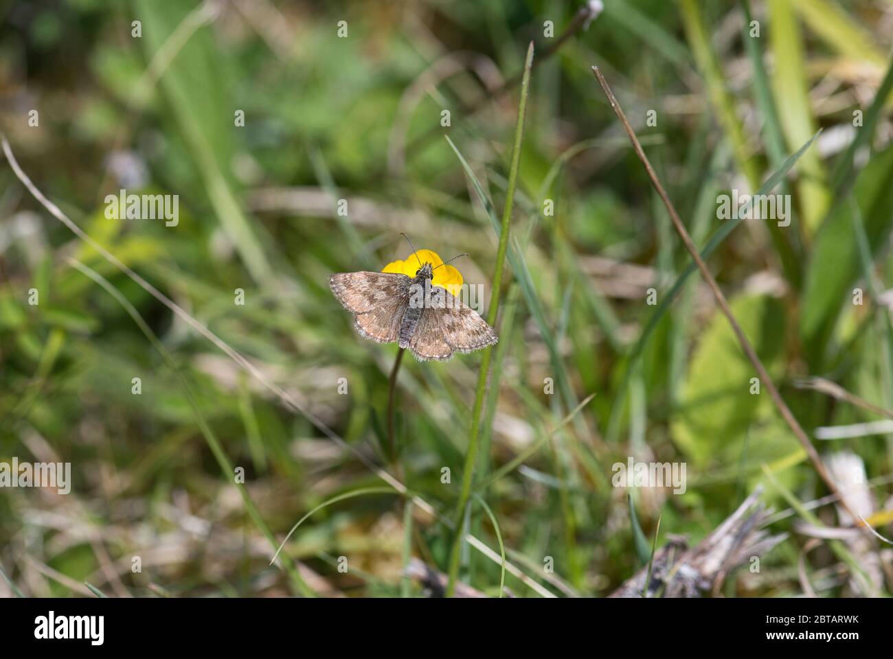 Dingy Skipper (Erynnis Tages) im Noar Hill Naturschutzgebiet, Selborne, Hampshire, Großbritannien Stockfoto