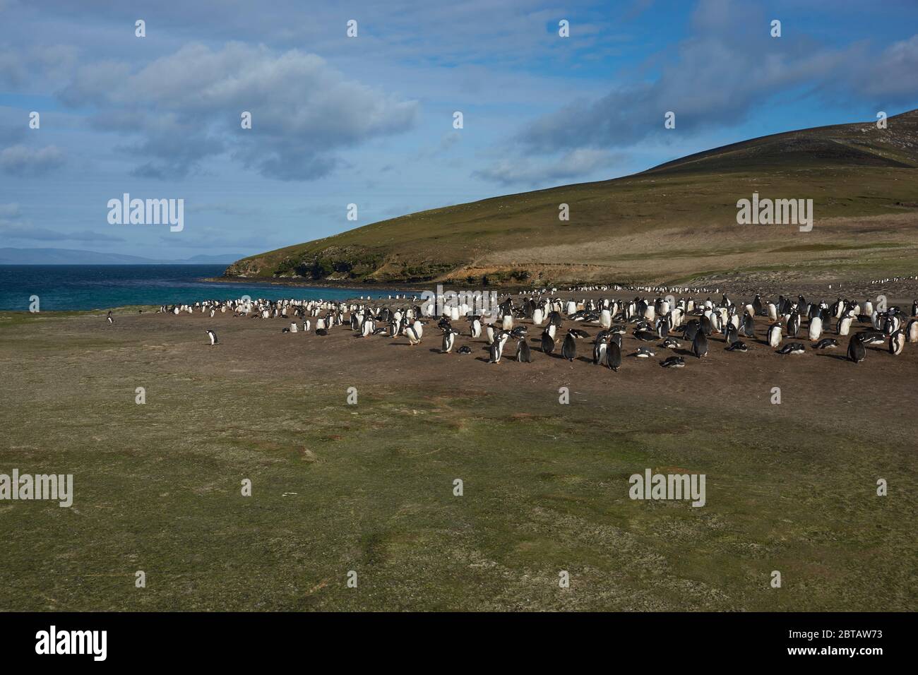 Der Hals auf Saunders Island auf den Falklandinseln beherbergt mehrere Kolonien von Gentoo Penguins Pygoscelis papua und andere Wildtiere. Stockfoto