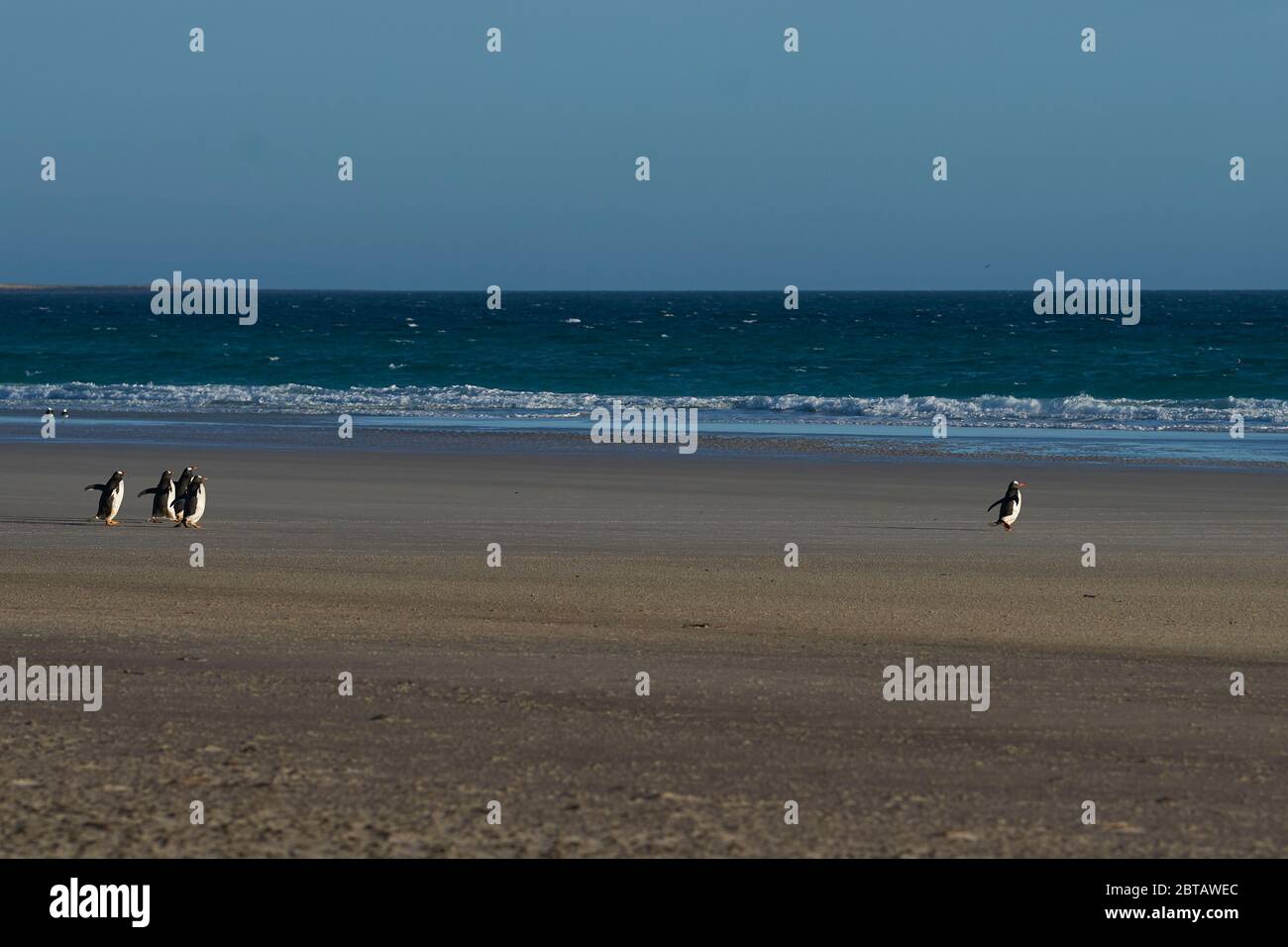 Der Hals auf Saunders Island auf den Falklandinseln beherbergt mehrere Kolonien von Gentoo Penguins Pygoscelis papua und andere Wildtiere. Stockfoto