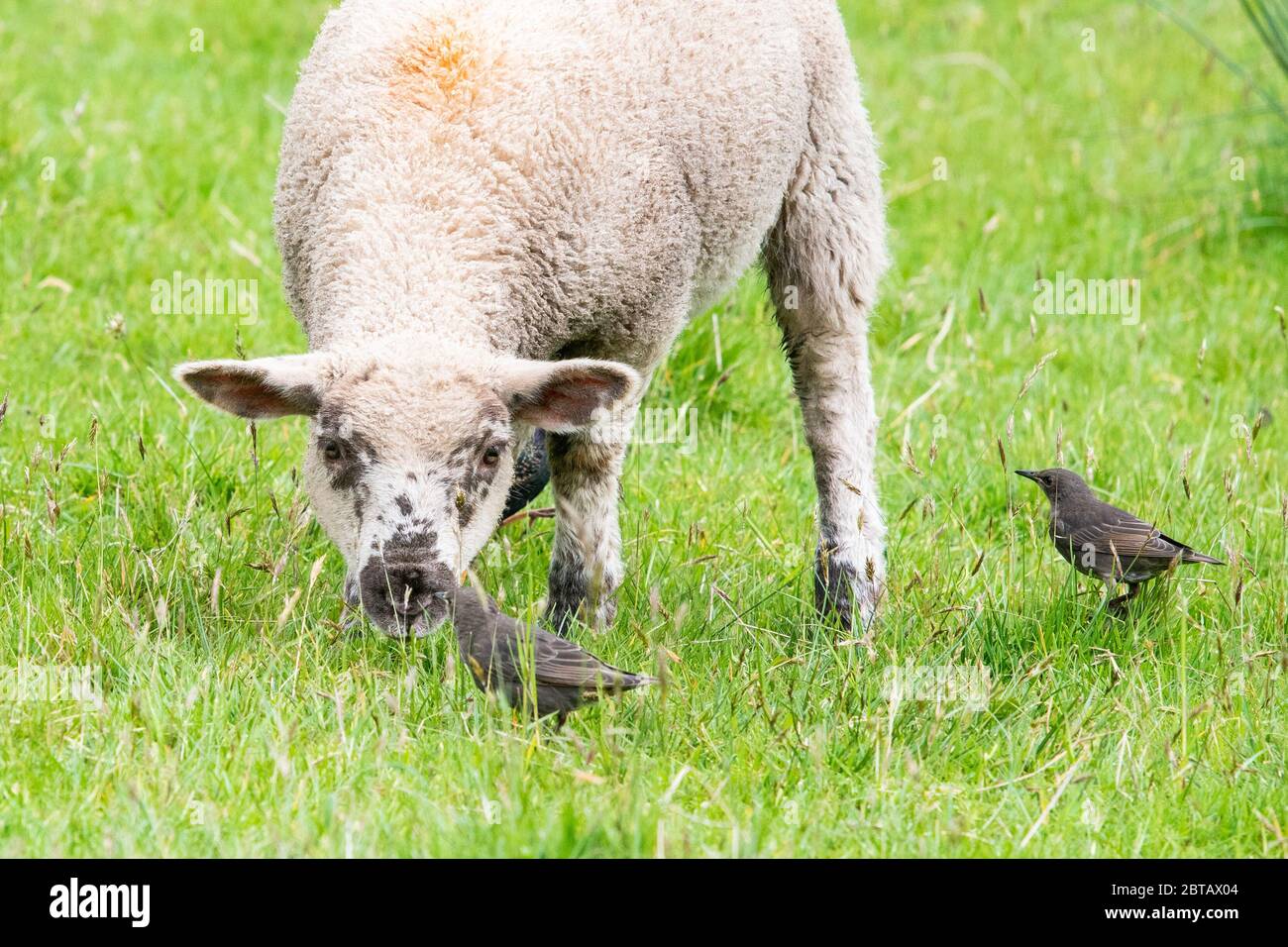 Stirlingshire, Schottland, Großbritannien. Mai 2020. UK Wetter - ein Lamm und ein Baby Stare Schauen Sie sich einander an einem bewölkten Tag in Stirlingshire, Schottland, Großbritannien. Die Eltern sammeln Insekten, die die Schafe stören, und Zecken und Parasiten aus dem Rücken. Kredit: Kay Roxby/Alamy Live News Stockfoto