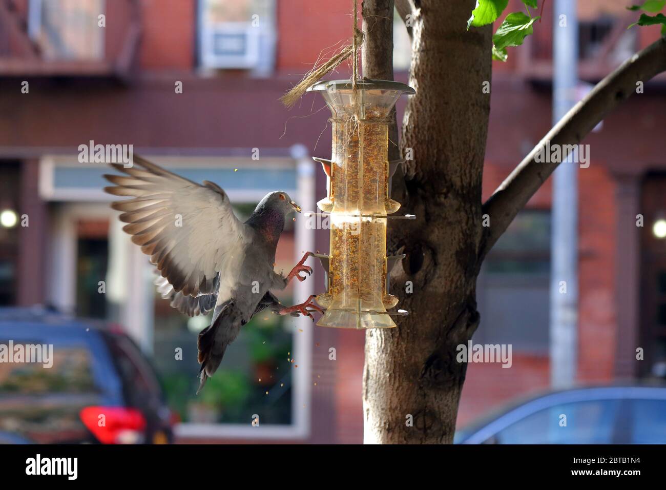 Eine Stadttaube überfällt ein kleines Vogelfutter für seine Vogelsamen. Stockfoto