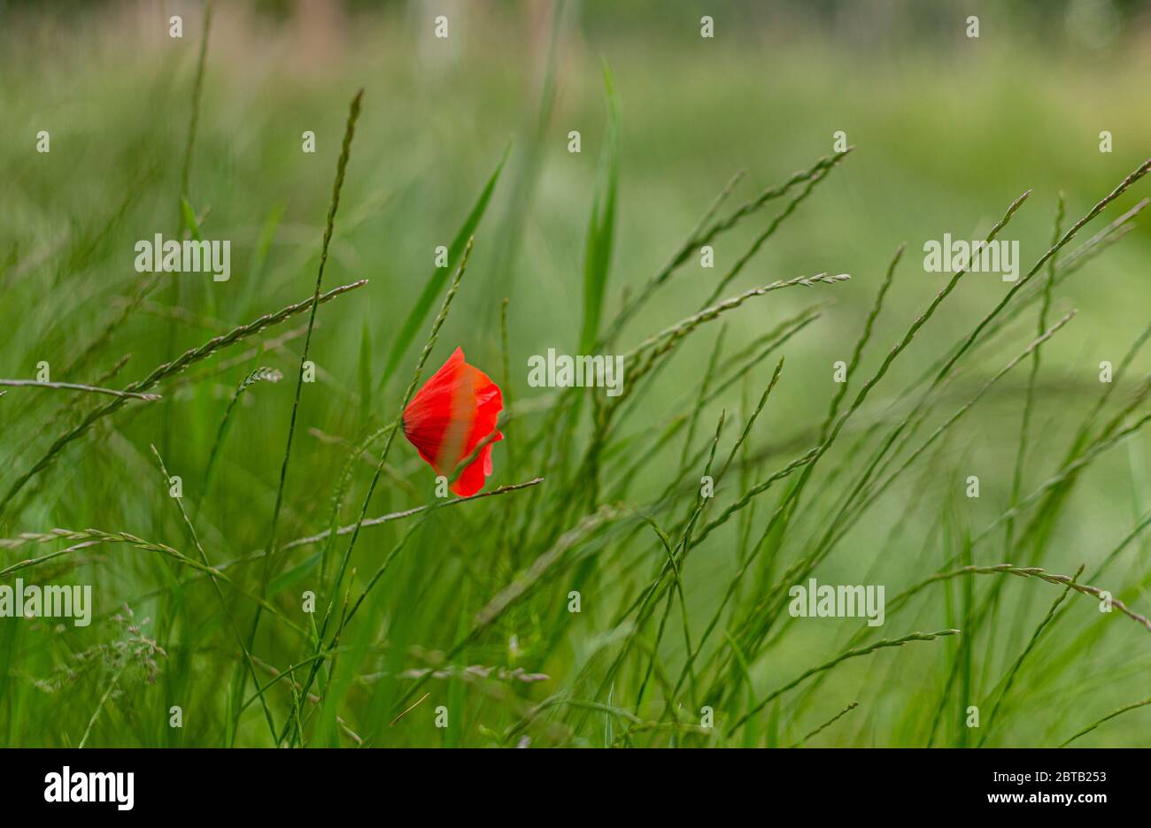 Roter Mohn. Blumen der Saison. Empfindliche Pflanzen. Feldunkräuter. Grüne Felder. Rote Blume. Stockfoto