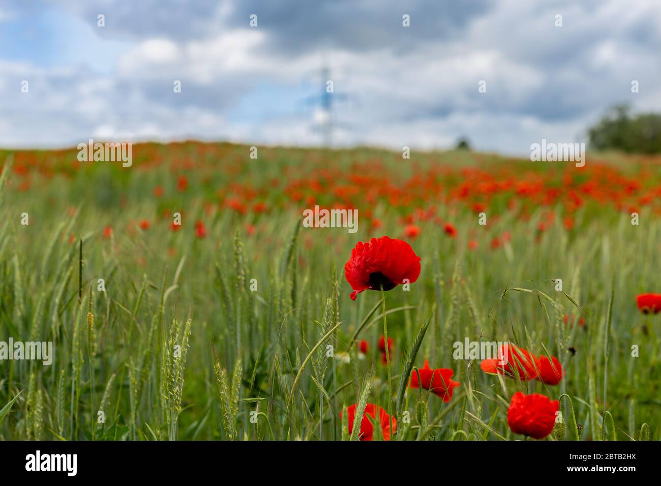 Roter Mohn. Blumen der Saison. Empfindliche Pflanzen. Feldunkräuter. Grüne Felder. Rote Blume. Stockfoto