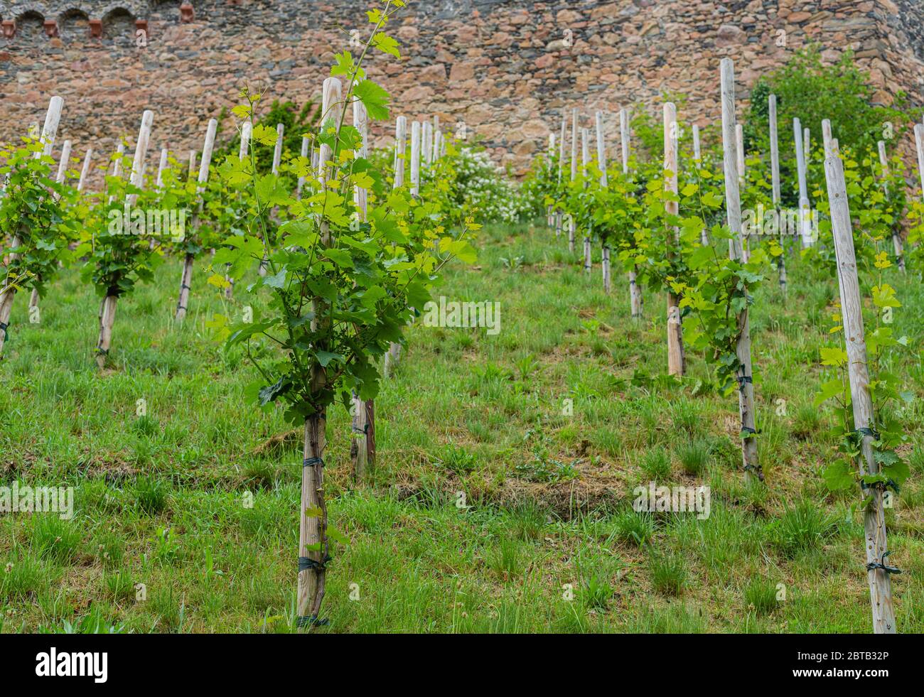 Ein kleiner Weinberg am Hang unterhalb der Burg. Junge Traubensträucher. Weinproduktion. Süddeutschland. Junge Triebe und Blätter. Stockfoto