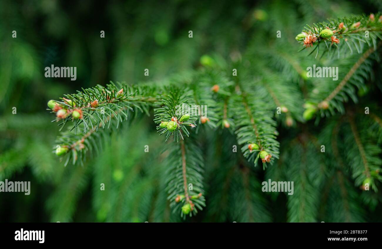 Grüne Fichte Nahaufnahme Rahmen offene Kopie Raum mit neuen Frühjahr Wachstum und Kiefer Zapfen. Grüne Fichte Picea Pungens mit grünen Nadeln. Nahaufnahme Bright Go Stockfoto