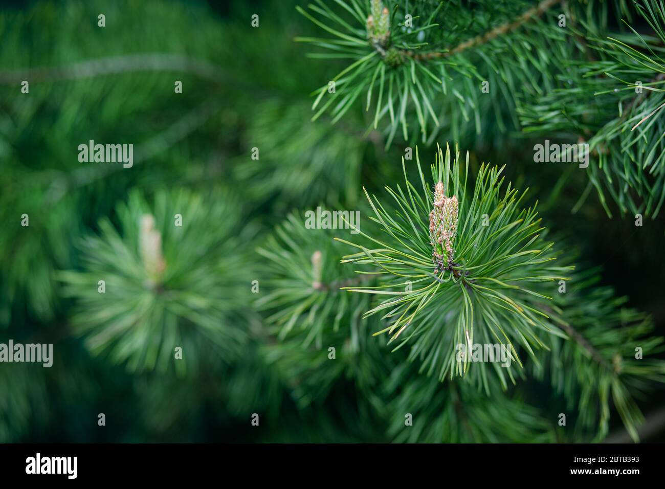 Grüne Fichte Nahaufnahme Rahmen offene Kopie Raum mit neuen Frühjahr Wachstum und Kiefer Zapfen. Grüne Fichte Picea Pungens mit grünen Nadeln. Nahaufnahme Bright Go Stockfoto