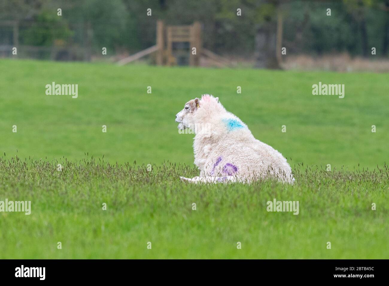 Ein Schaf - Schaf - sitzend wie ein Hund - UK Stockfoto