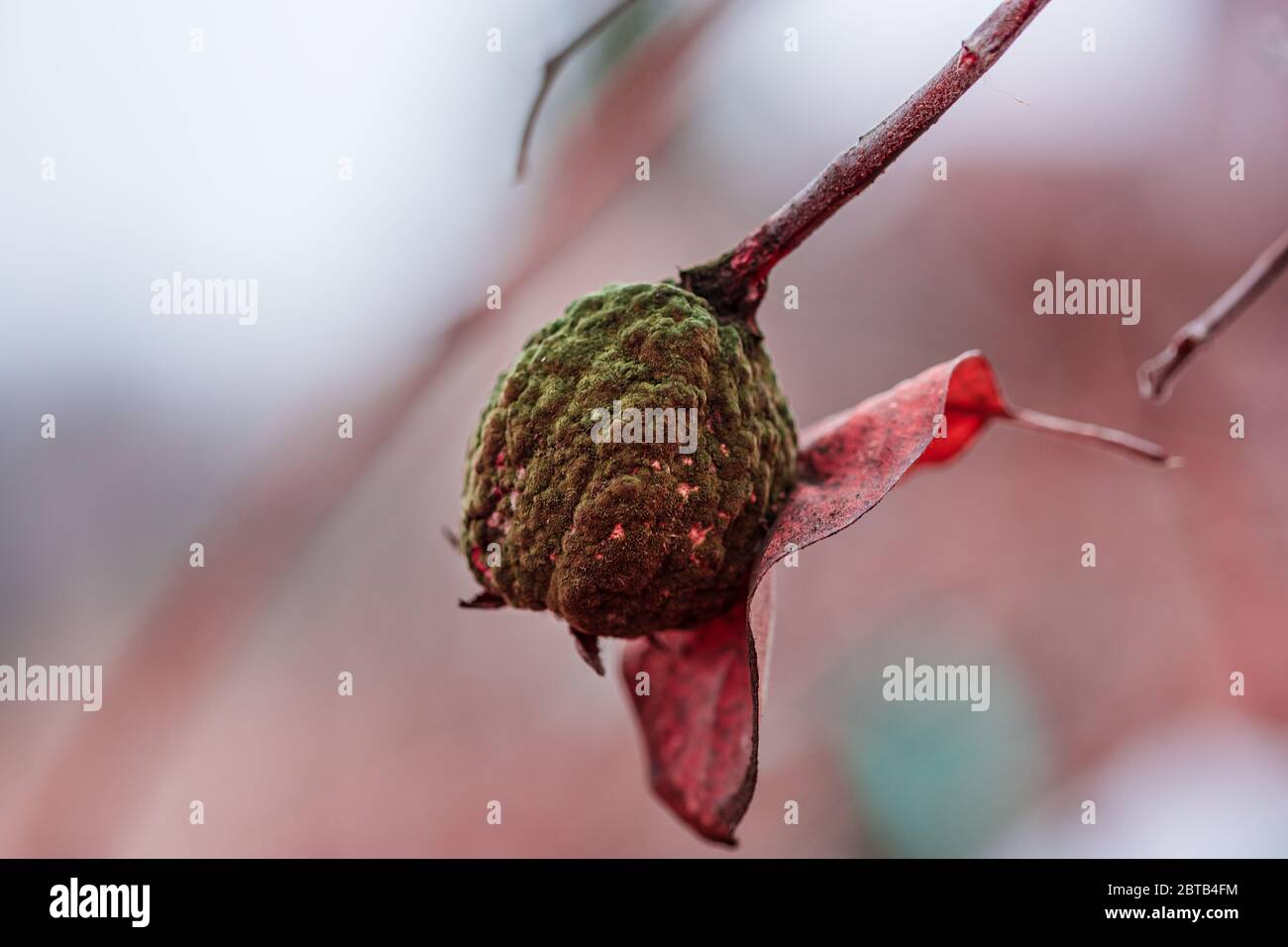 Ein alter fauler Apfel hängt an einem Ast mit einem ausgetrockneten Blatt an einem Spätherbst. Apfelbaum ohne Blätter und mit Früchten im Winter. Natura saisonal Stockfoto