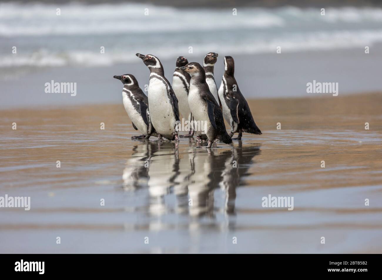 Magellanischer Pinguin; Spheniscus magellanicus; Gruppe am Strand; Falklandschaften Stockfoto