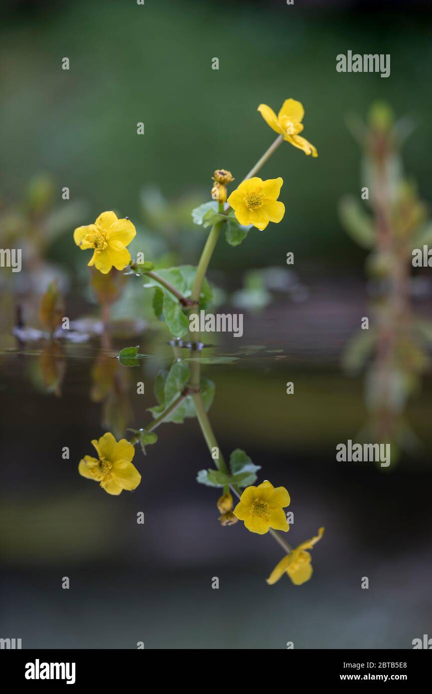 Marsh Marigold; Caltha palustris; Flowering; Großbritannien Stockfoto