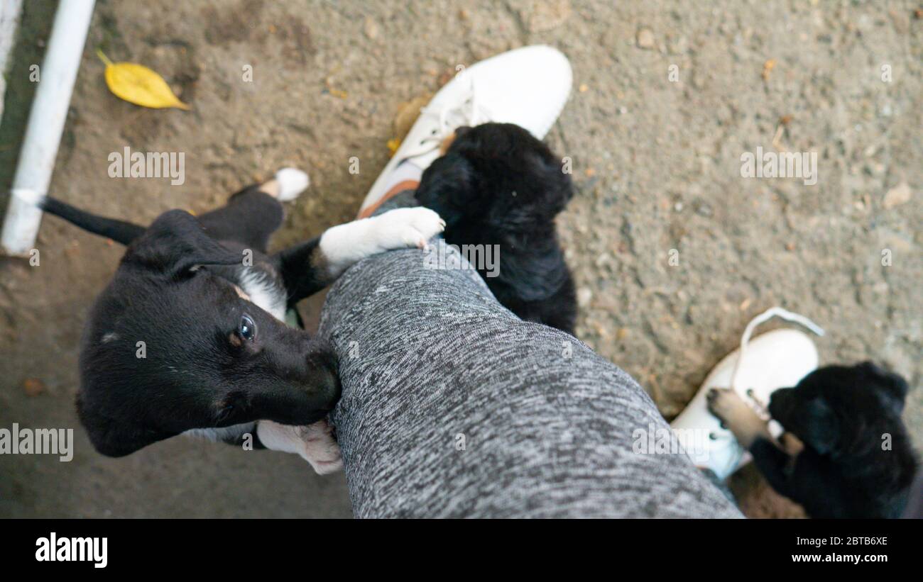 Drei schwarze Welpen spielen um die Beine einer Frau. Stockfoto