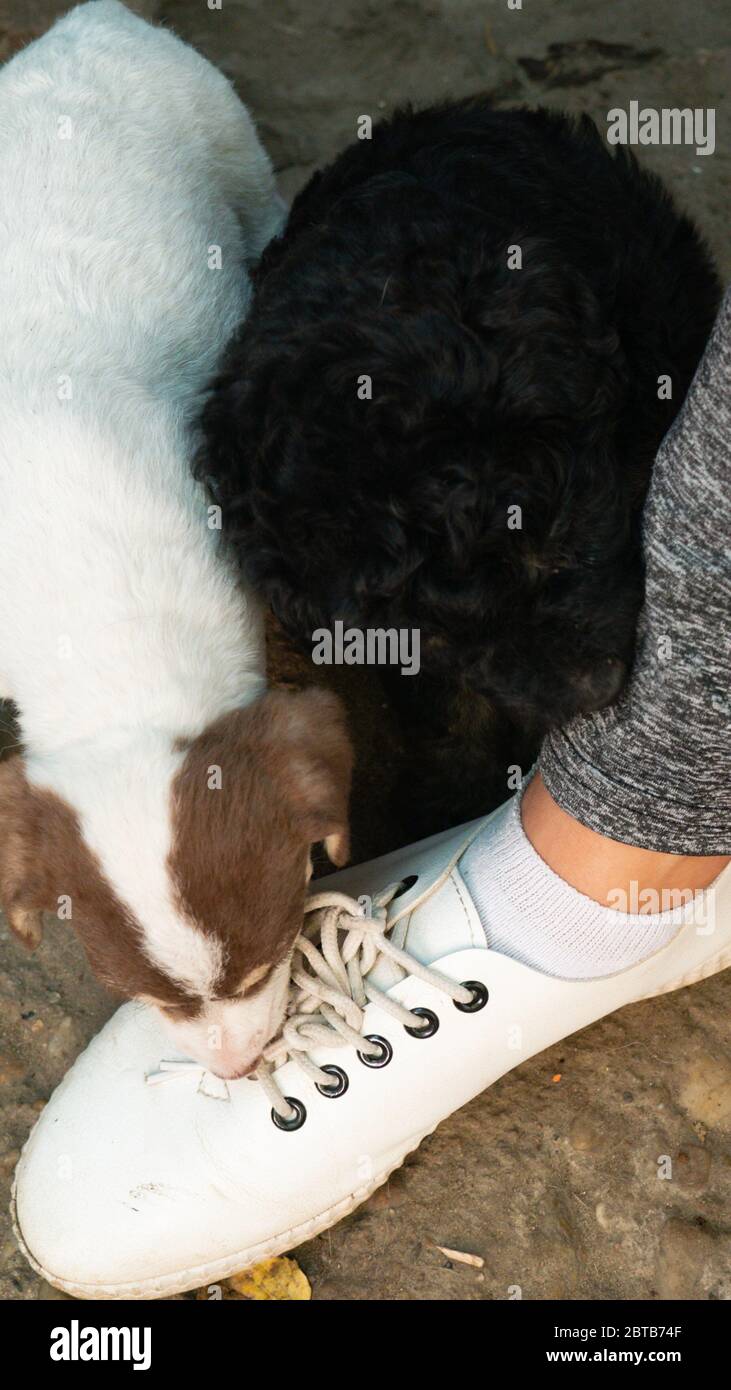 Kleine schwarz-weiße Welpen spielen mit weißen Schnürsenkeln. Stockfoto