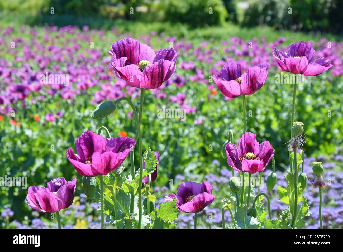 Violet Poppy Field Papaver somniferum L Stockfoto