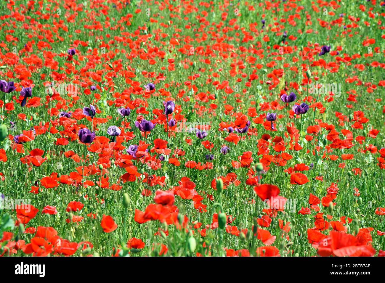 Rot und Violett Poppy Field Papaver somniferum L Poppy Bunte Blumenportrait Stockfoto
