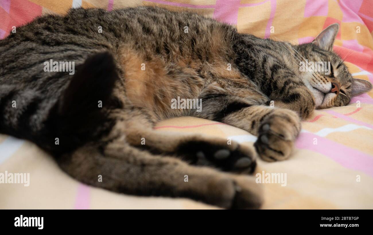 Die Katze liegt im tiefen Schlaf auf dem Bett. Stockfoto