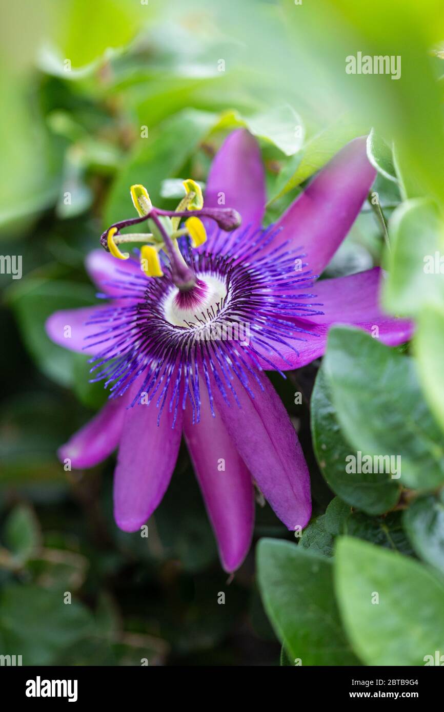 Lila Passionsblume Stockfoto