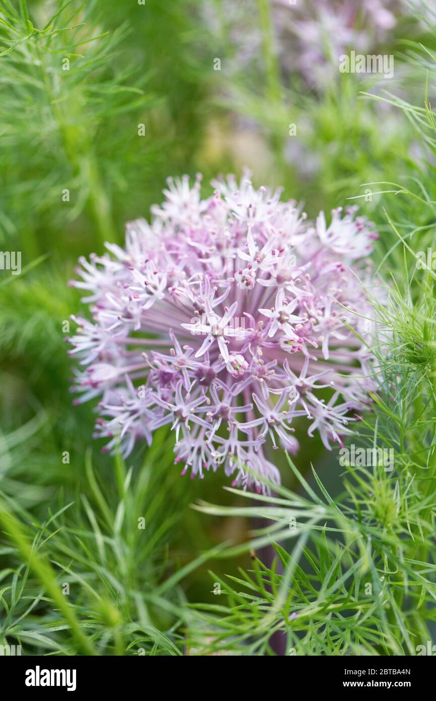 Allium carataviense Blumen im Garten. Kara Tau Knoblauch. Stockfoto