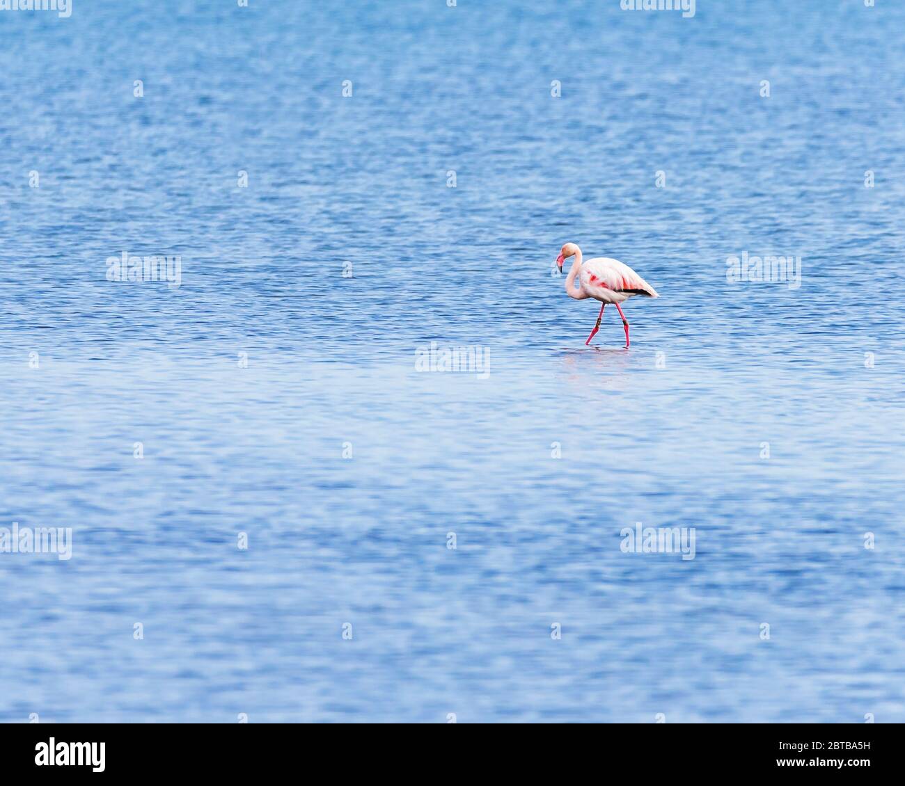 Schöner Single Flamingo Aufenthalt im Wasser des Delta del Ebro, Katalonien, Spanien Stockfoto