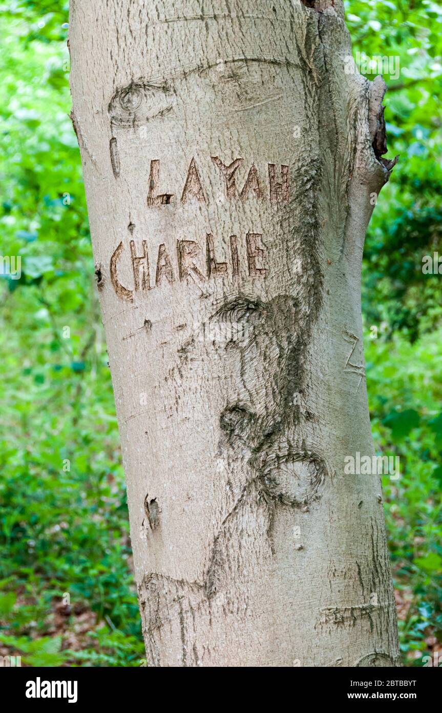 Die Namen Layah und Charlie geschnitzt auf einem Buchenstamm in einem Norfolk-Holz. Stockfoto