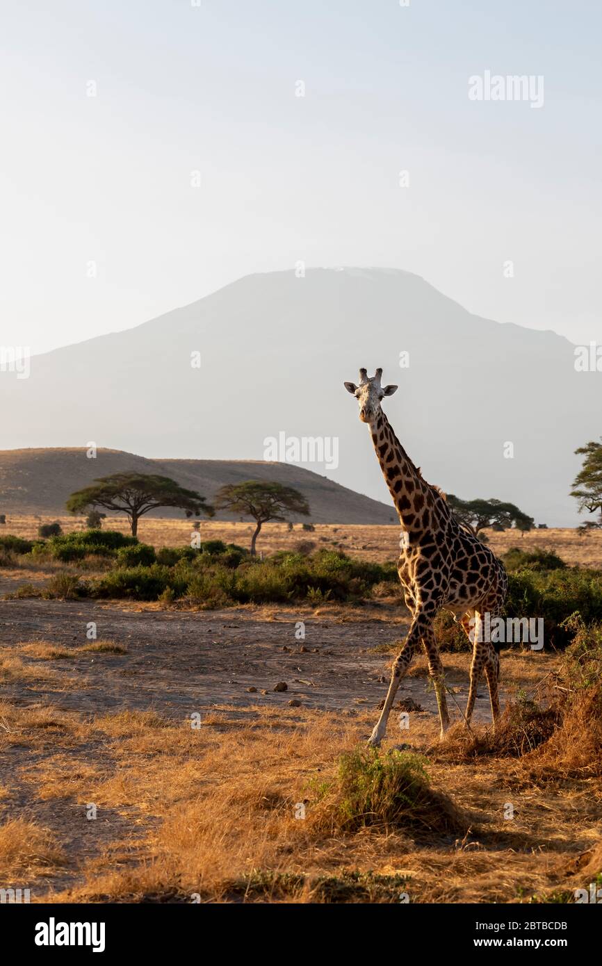 Masai Giraffe (Giraffa camelopardalis tippelskirchi) auf der Savanne mit dem Kilimandscharo (19340 m) im Hintergrund im Amboseli Nationalpark, Kenia Stockfoto