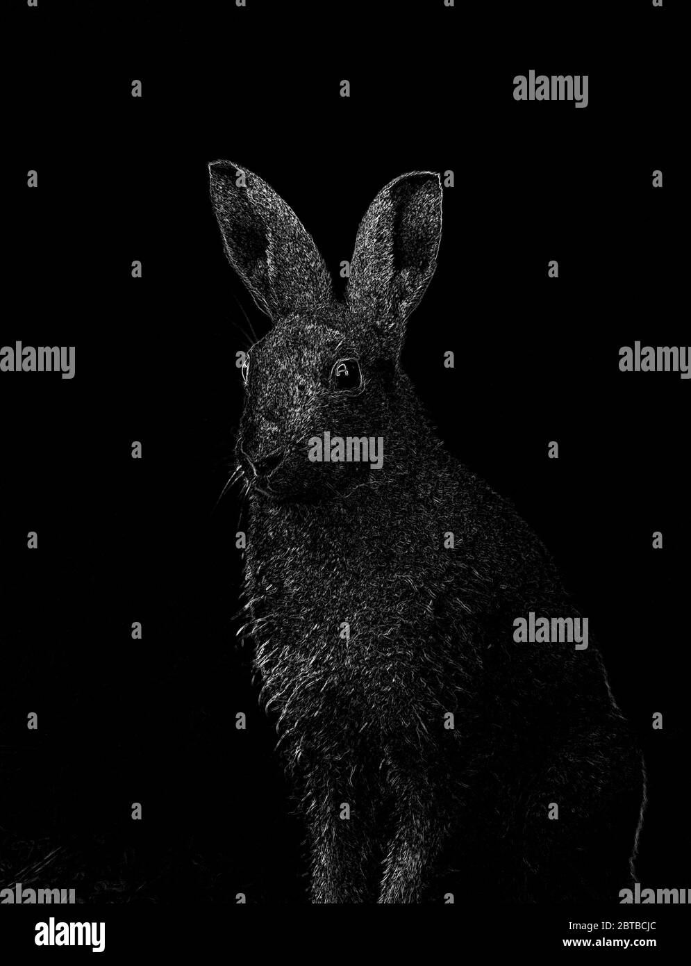 Irische Hase Stockfoto