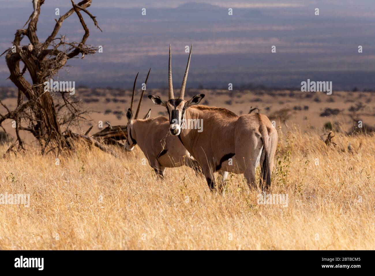 Beisa Oryx (Oryx Gazelle beisa) Männchen auf der Savanne im Lewa Wildlife Conservancy, Kenia Stockfoto