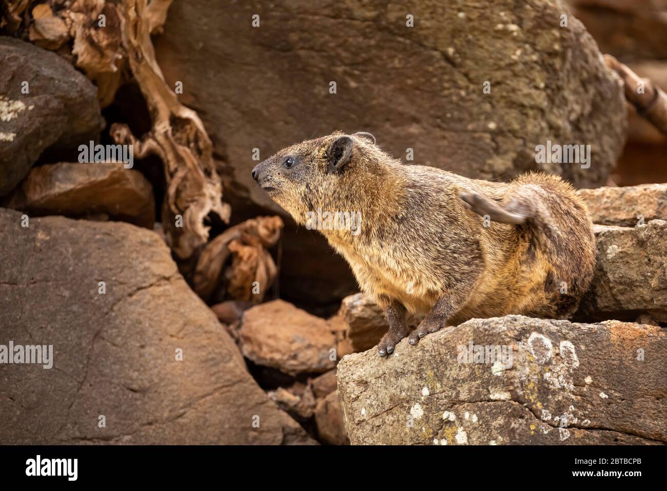 Bush Hyrax (Heterohyrax brucei) in Lewa Wildlife Conservancy, Kenia Stockfoto