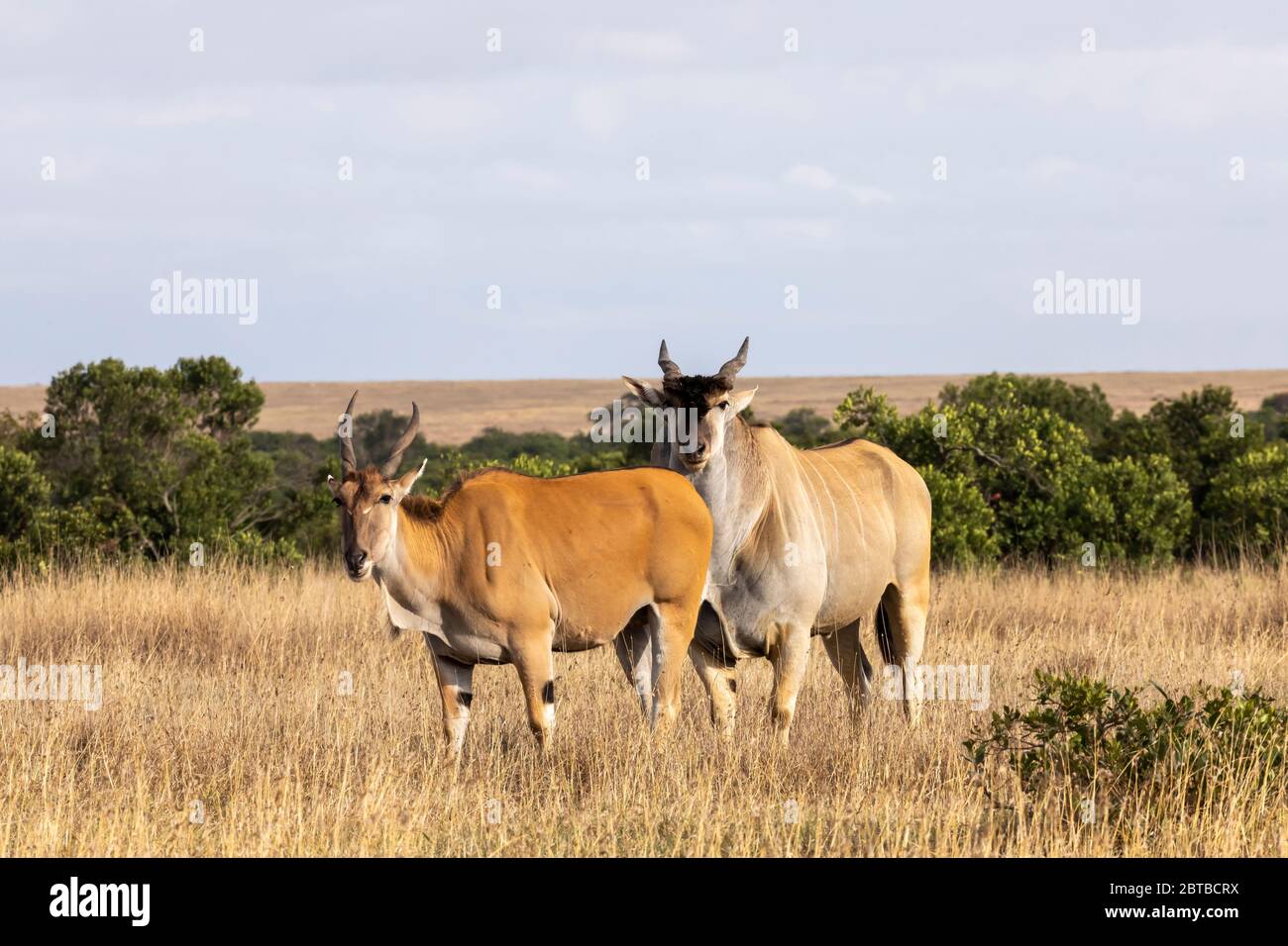 Eland (Tragelaphus oryx) männlich und weiblich auf der Savanne in Ol Pejeta Conservancy, Kenia Stockfoto