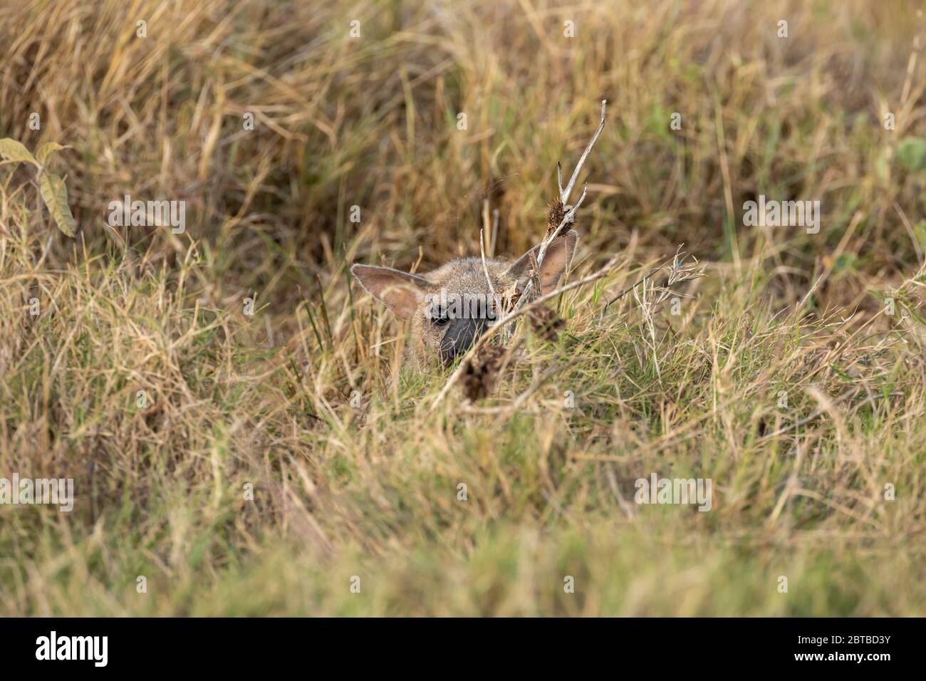 Aardwolf (Proteles cristatus) auf der Savanne im Mara North Conservancy, Kenia Stockfoto