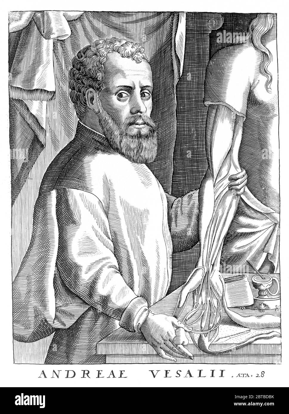 1542, BELGIEN: Der flamische Anatom ANDREAS VESALIUS (* 1514; † 1564) alias ANDREA VESALIO alias Andreas van Wesel. Autor von de Humani Corporation Fabrica Libri Septem (auf dem Gewebe des menschlichen Körpers). Hochformat Radierung, 28 Jahre alt. - ANATOMIE - ANATOMIE - ANATOM - ANATOMISTA - Wissenschaftler - Porträt - Ritratto - DOTTORE - MEDICO - MEDICINA - Medizin - SCIENZA - WISSENSCHAFT - DOTTORE - MEDICIAN - Illustration - Gravur - Incision - Bart - Barba - BELGIO -- Archivio GBB Stockfoto