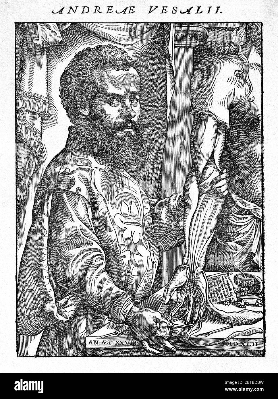 1543, BELGIEN: Der flamische Anatom ANDREAS VESALIUS (* 1514; † 1564) alias ANDREA VESALIO alias Andreas van Wesel. Autor von de Humani Corporation Fabrica Libri Septem (auf dem Gewebe des menschlichen Körpers). Hochformat Radierung, 28 Jahre nach Jan Stephan Van Calcar . - ANATOMIE - ANATOMIE - ANATOM - ANATOMISTA - Wissenschaftler - Porträt - Ritratto - DOTTORE - MEDICO - MEDICINA - Medizin - SCIENZA - WISSENSCHAFT - DOTTORE - MEDICIAN - Illustration - Gravur - Incision - Bart - Barba - BELGIO -- Archivio GBB Stockfoto