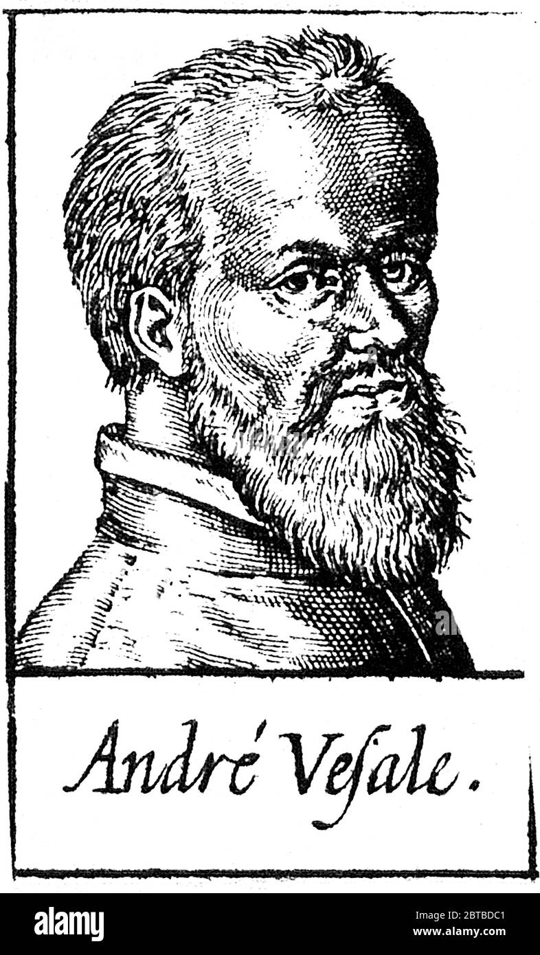 1543 Ca, BELGIEN: Der Flamische Anatom ANDREAS VESALIUS (* 1514; † 1564) alias ANDREA VESALIO alias Andreas van Wesel. Autor von de Humani Corporation Fabrica Libri Septem (auf dem Gewebe des menschlichen Körpers). Porträt des unbezifizierten Autors, XVIII Jahrhundert . - ANATOMIE - ANATOMIE - ANATOM - ANATOMISTA - Wissenschaftler - Porträt - Ritratto - DOTTORE - MEDICO - MEDICINA - Medizin - SCIENZA - WISSENSCHAFT - DOTTORE - MEDICIAN - Illustration - Gravur - Incision - Bart - Barba - BELGIO -- Archivio GBB Stockfoto
