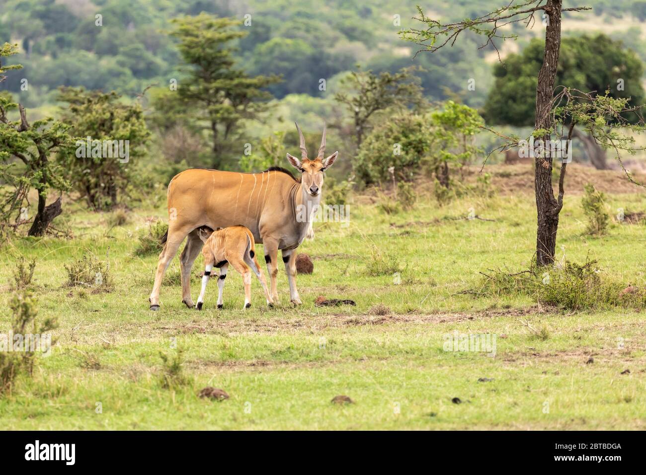 Eland (Tragelaphus oryx) Kalb, das auf der Savanne im Mara North Conservancy, Kenia, stillt Stockfoto