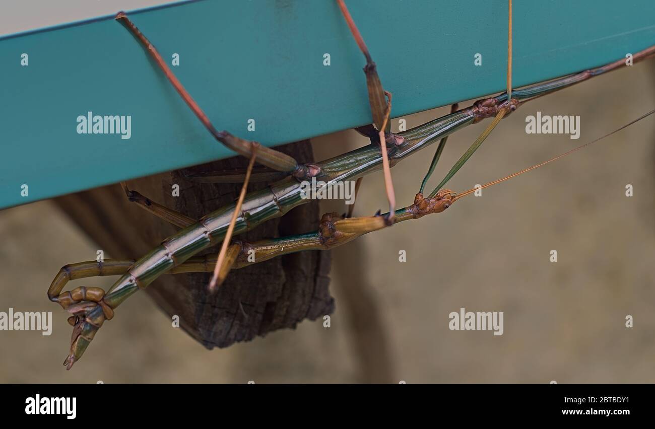 Walking Stick Wanzen männlich und weiblich in der Tat der Paarung während hängen von einem Haus Rinne in Texas. Stockfoto
