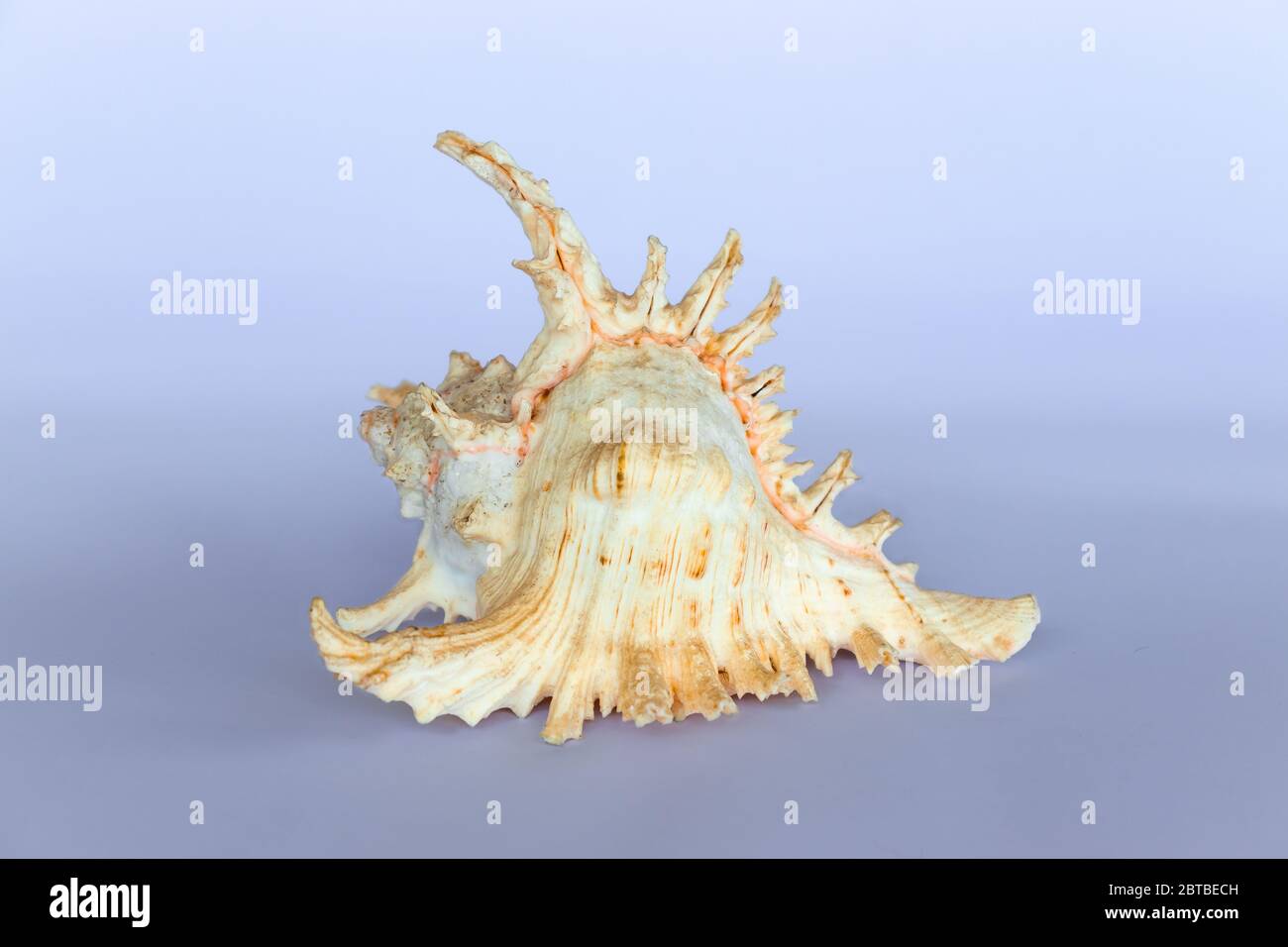 Ramose Murex Shell Seitenansicht auf neutralem Hintergrund Stockfoto