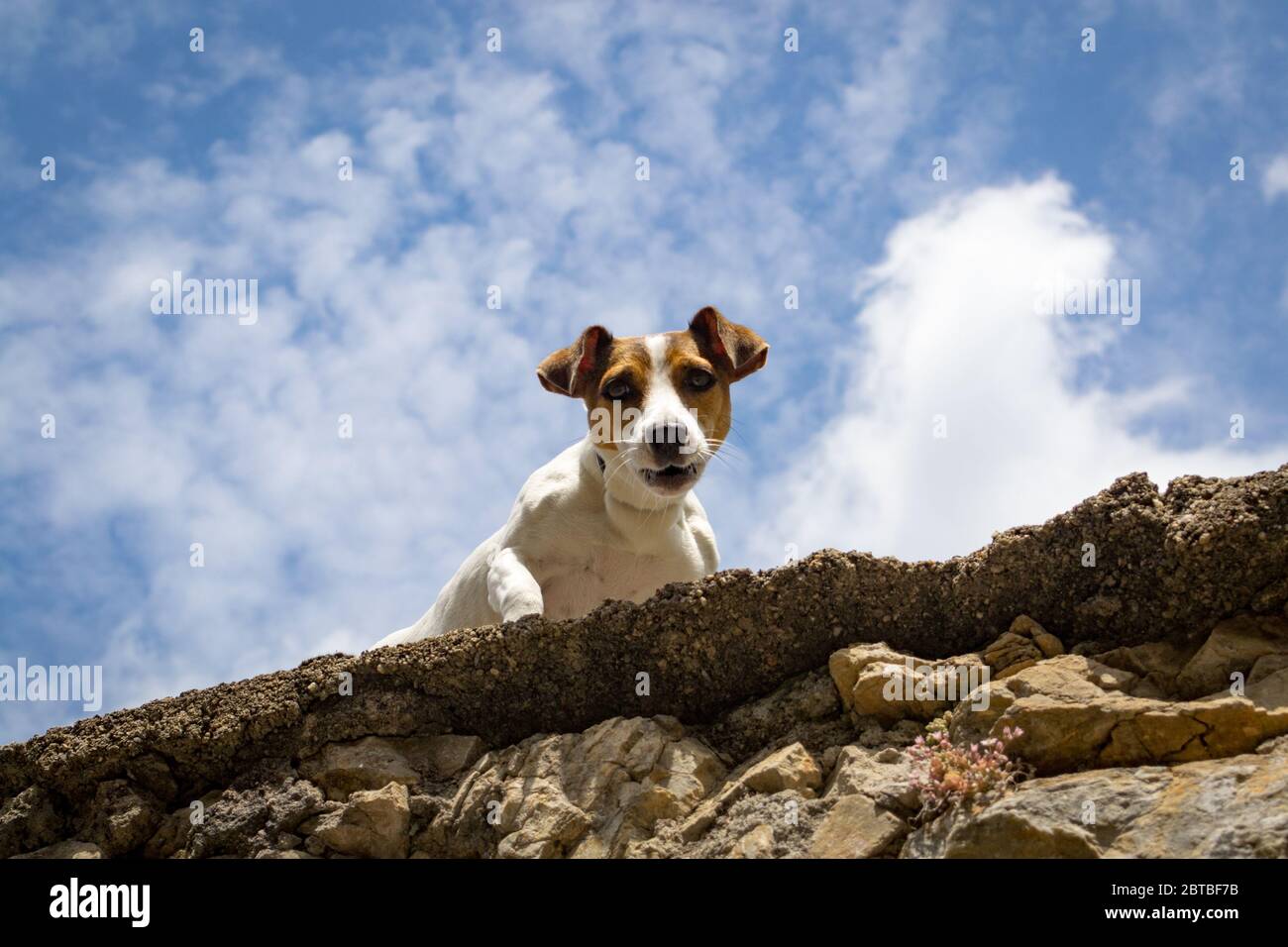 Ein kleiner Hund schaut von einer Steinmauer auf dich herab. Stockfoto